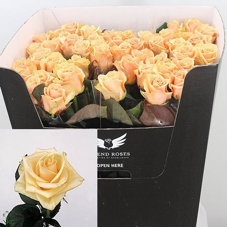 Rose Prima Donna
