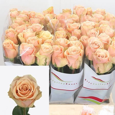 Rose Primavera