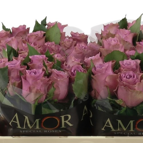Rose Purple Heather