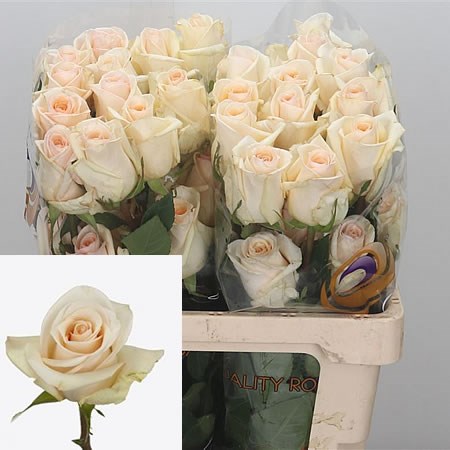 Rose Queen Of Pearl (Ecuador)