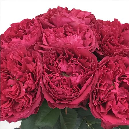 Rose Raspberry Elegance
