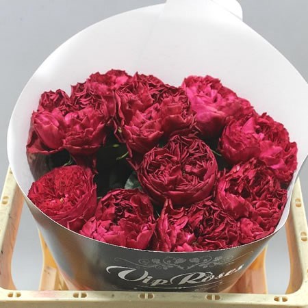 Rose Raspberry Elegance