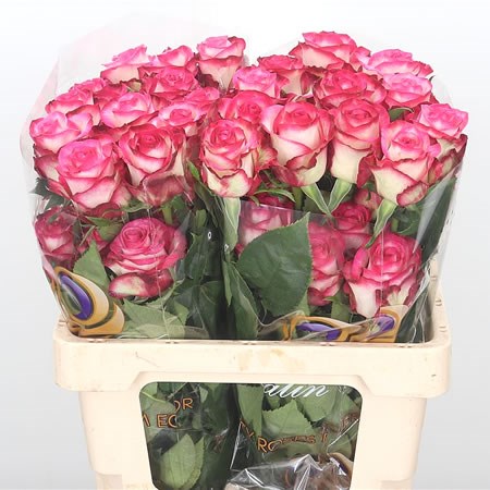 Rose Raspberry Ice (Ecuador)