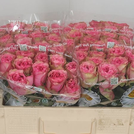 Rose Real Love Me Tender