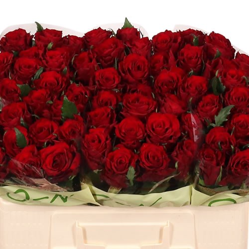 Rose Red Amarok