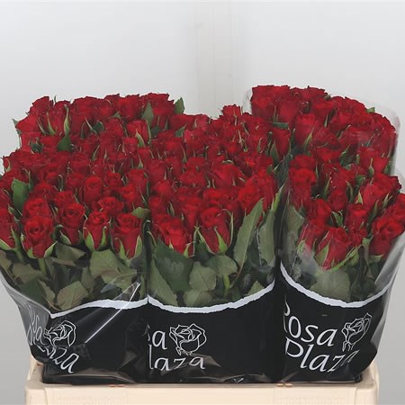 Rose Red Calypso (Small Headed)