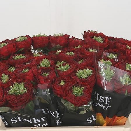 Rose Red Eye