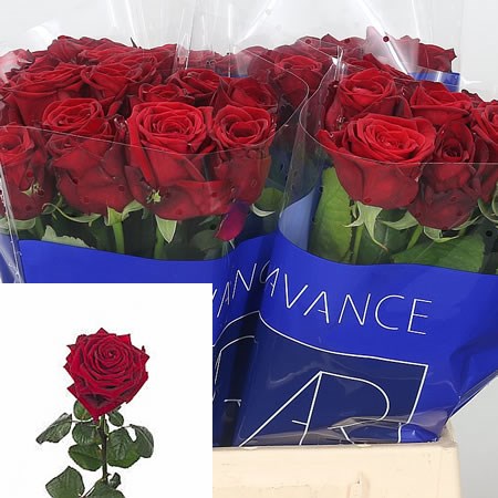 Rose Red Naomi