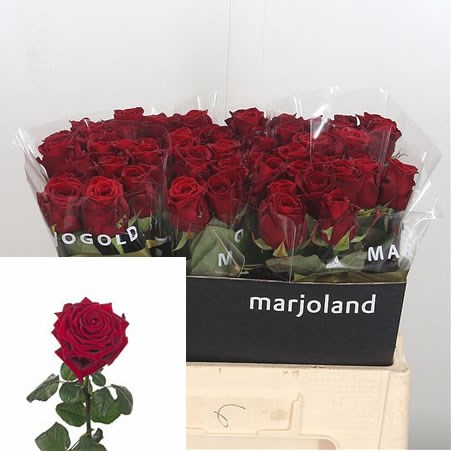 Rose Red Naomi