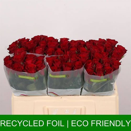 Rose Red Promise