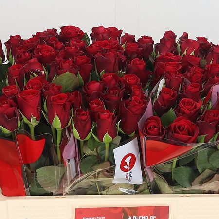 Rose Red Ribbon