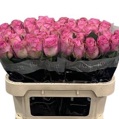 Rose Renaissance