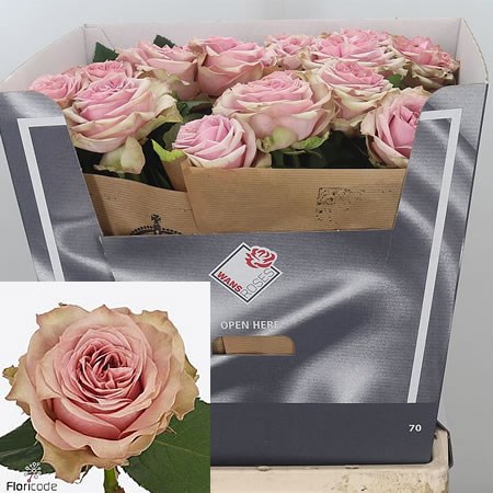 Rose Retro Love