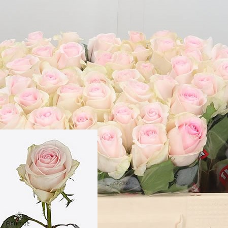 Rose Revival Sweet