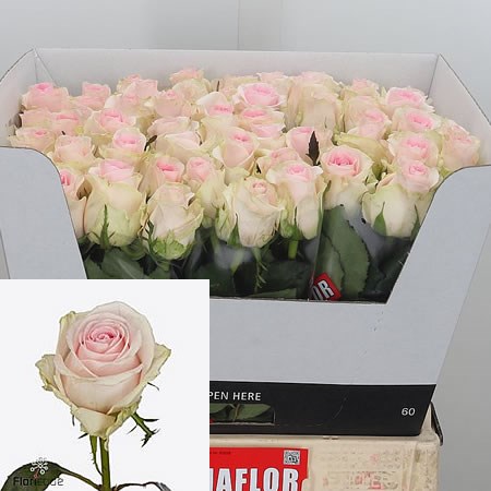 Rose Revival Sweet