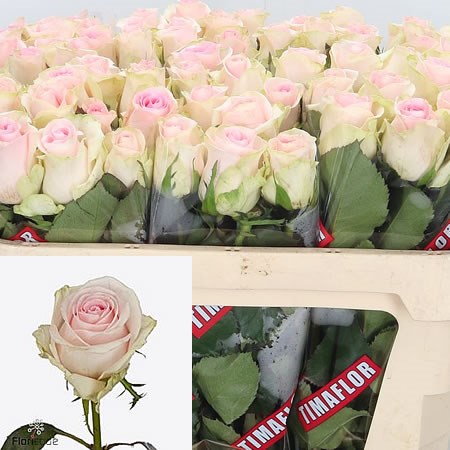 Rose Revival Sweet