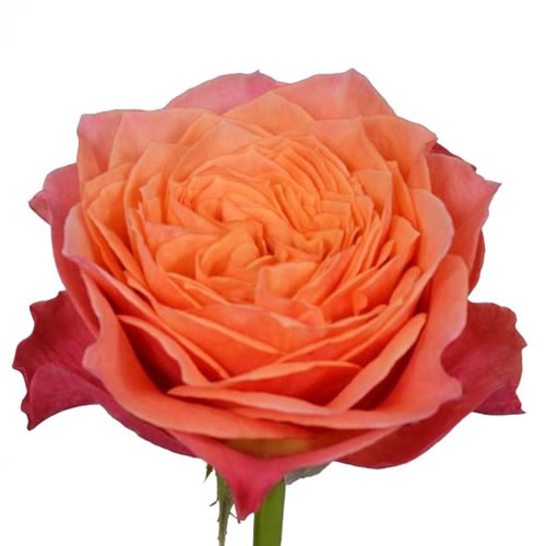 Rose Richmond Park