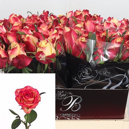Rose Rigoletto