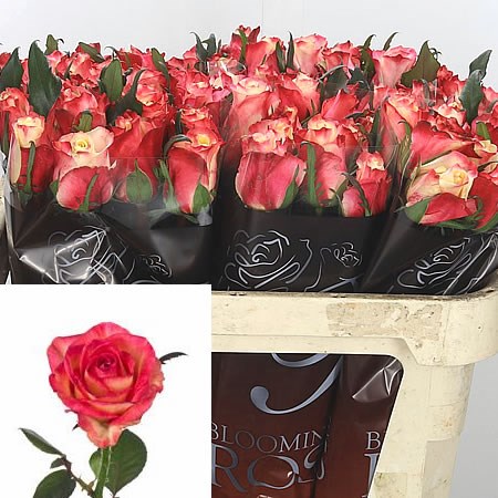 Rose Rigoletto