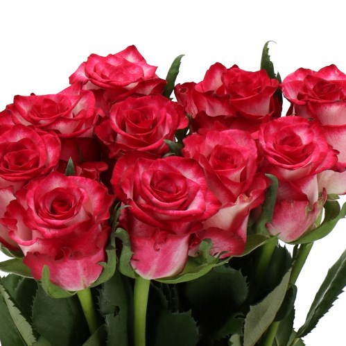 Rose Ripasso