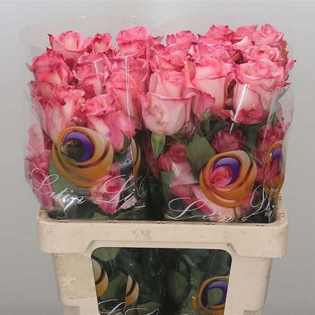 Rose Rosalyn (Ecuador)