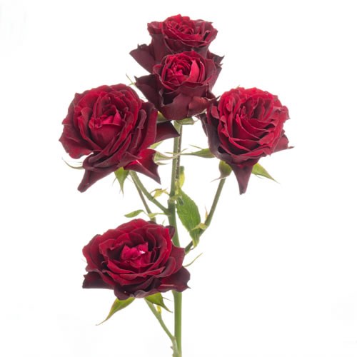 Rose Garden Rouge Follies (Spray)