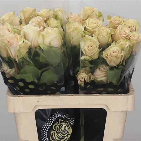 Rose Sahara (Ecuador)