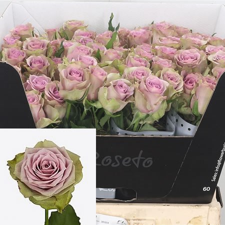 Rose Samantha's Bridal