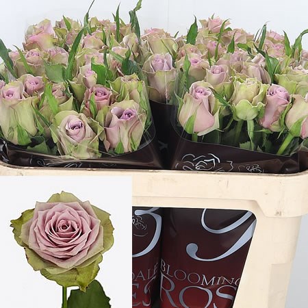 Rose Samanthas Bridal