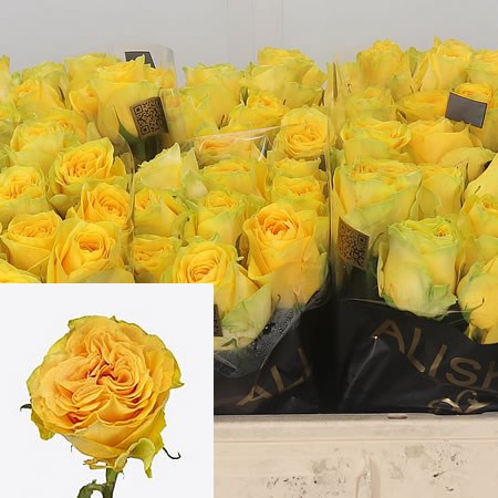 Rose Santa Fe