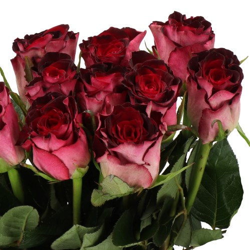 Rose Scarlet Ruby