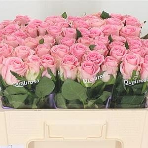 Rose Seductive