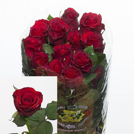 Rose Sexy Red (Ecuador)