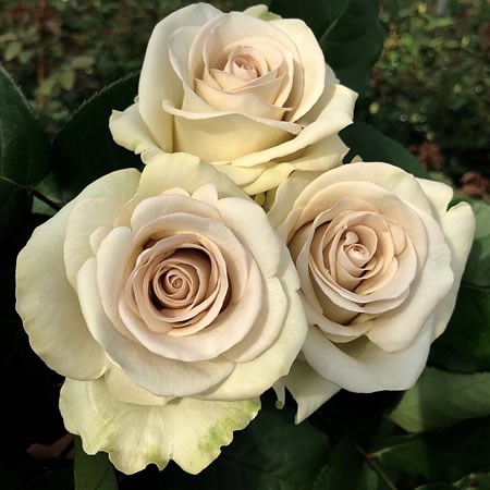 Rose Shadow Dance