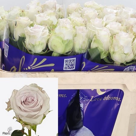 Rose Silver Moon