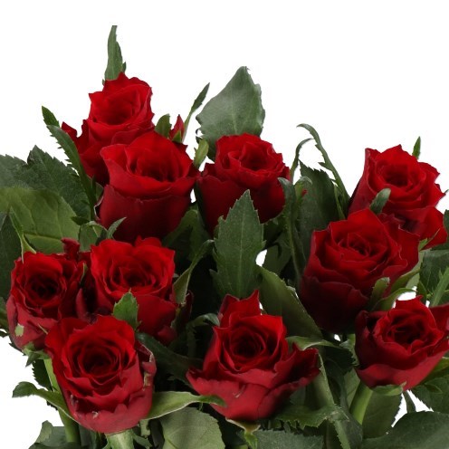 Rose Simply Red