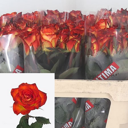 Rose Smiley