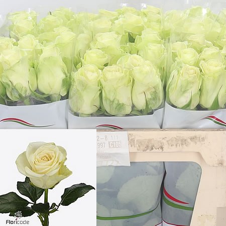 Buy wholesale cut roses online | Wedding Flowers | Triangle Nursery