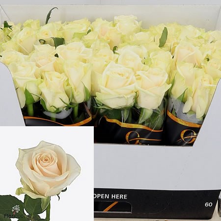 Rose So Peach