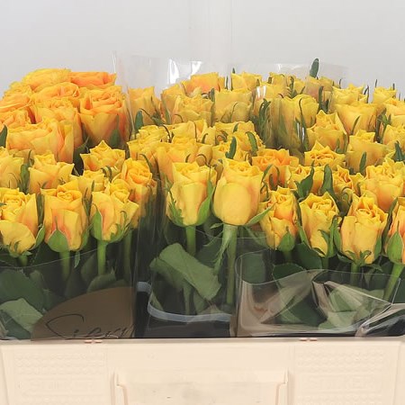 Rose Solid Gold