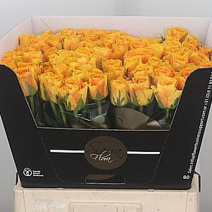 Rose Solid Gold