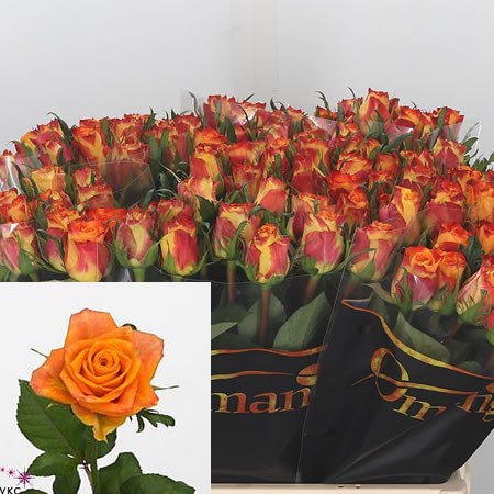 Rose Sombrero