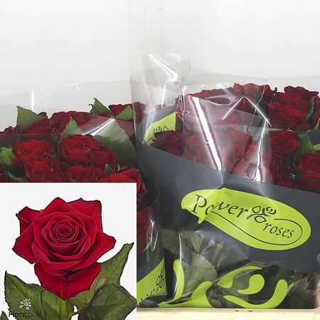 Rose Spectre