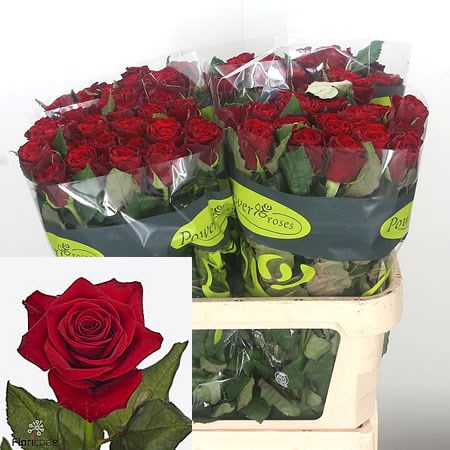 Rose Spectre