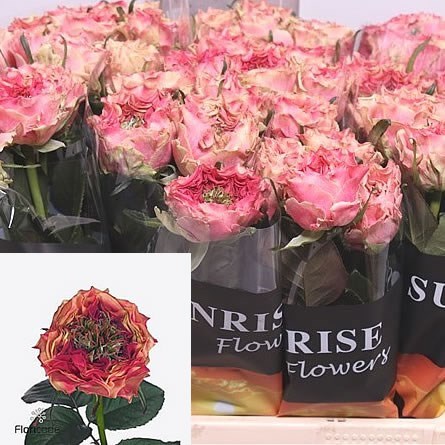 Rose Splash Eye