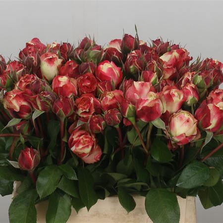Rose Spray Adele Freelande