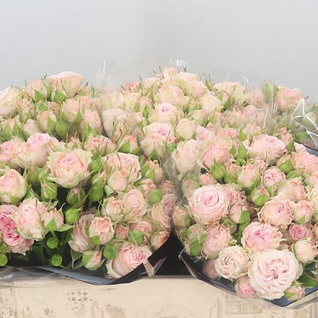 Rose Spray Aerobic
