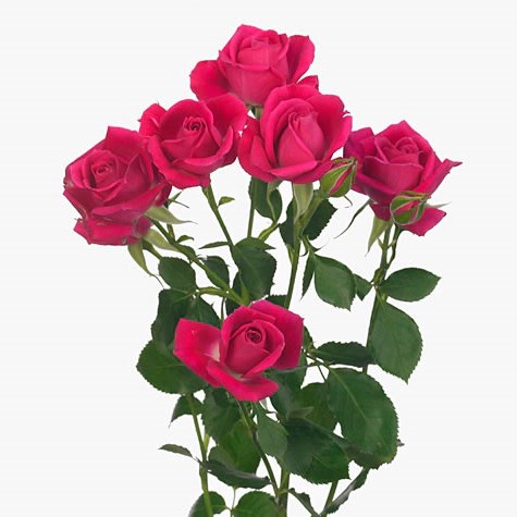 Rose Spray Alicia