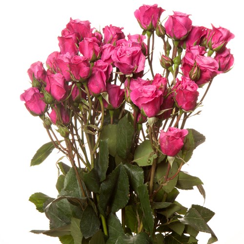 Rose Spray Andrea Folies