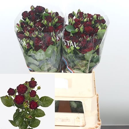 Rose Spray Angelique